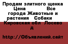 Продам элитного щенка › Цена ­ 30 000 - Все города Животные и растения » Собаки   . Кировская обл.,Лосево д.